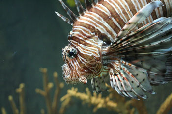 Lionfish Derby