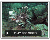 CBS News video of Lionfish Derby